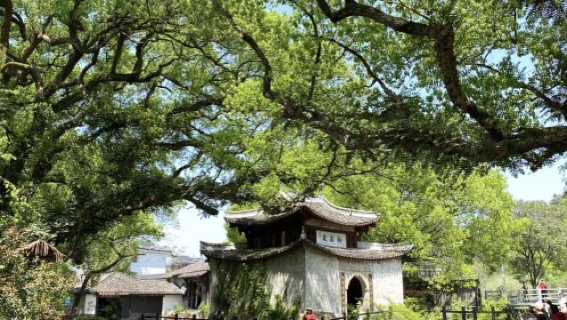Excursión de un día a Lishui-Longquan en Zhejiang: La capital milenaria de las espadas | Guía multilingüe | Itinerario personalizable