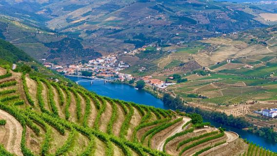 Dagsudflugt i lille gruppe til Douro-dalen fra Porto, Portugal inkluderer frokost og vinsmagning på vingård