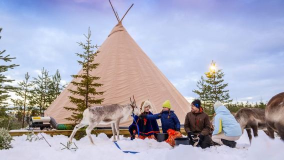 Luleå: Meet and Feed the Reindeer – Short Experience