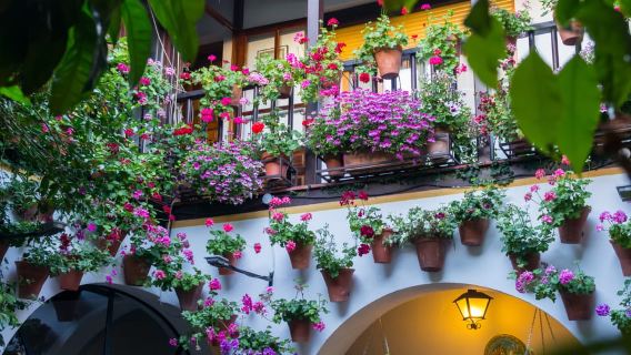 Córdoba: Tour guiado en español por los patios de Córdoba