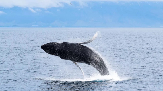 Iceland lava tunnel + whale watching cruise combo tour (daily departures/classic cruise)
