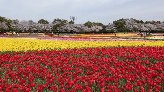 [官方票] 近鐵週遊券KINTETSU RAIL PASS 電子票券 1日券・2日券・5日券・5日券plus