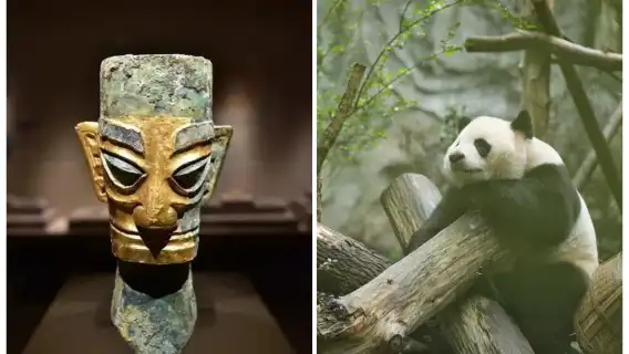 Chengdu Private 1-Day Tour: Panda Base + Sanxingdui/Jinsha Site Museum Choose One