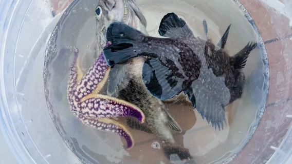 【散拼/包船海釣/深海釣】山東威海小石島海釣觀光/釣魚艇出海觀光海釣（專業船長帶隊+深海全天釣）