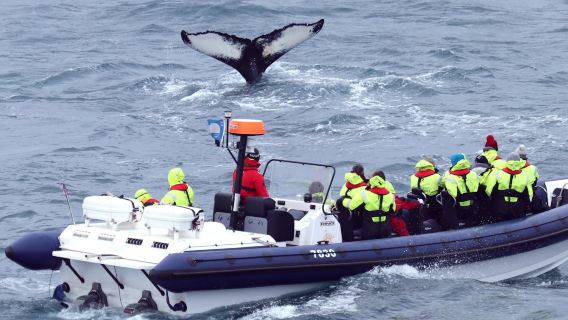 Walbeobachtung: Eintritt zu Whales of Iceland + RIB-Bootstour ab Reykjavík