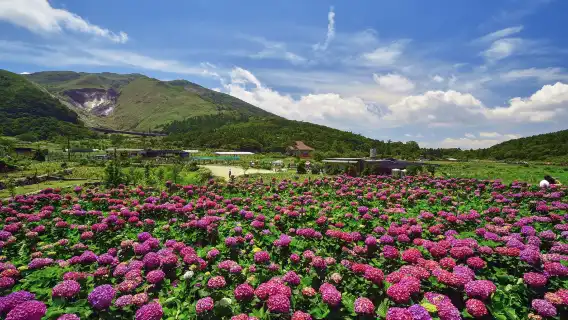 Taipei | Beitou Hot Springs Yangmingshan Mountain one-day tour