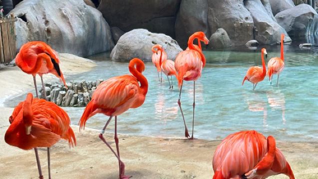 阿布達比謝赫扎耶德大清真寺+阿布扎比海洋世界一日遊