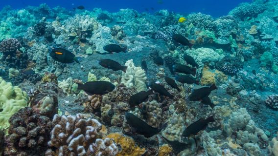 South Maui: Lanai Snorkel & Dolphin Watch from Maalaea