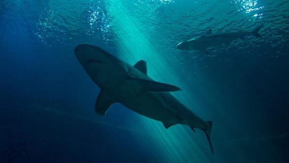 From Phi Phi: Full Day Longtail Tour Maya Bay & Snorkeling