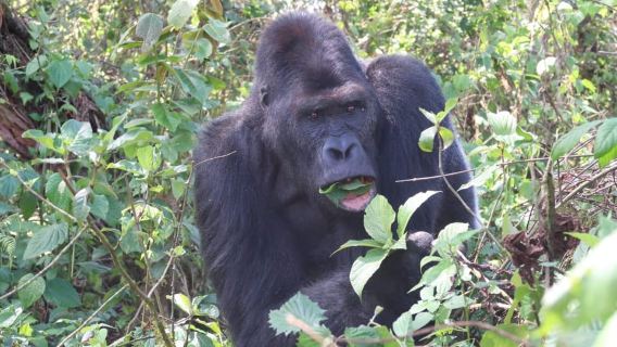 Una spedizione di 10 giorni per avvistare i gorilla di pianura nella Repubblica Democratica del Congo
