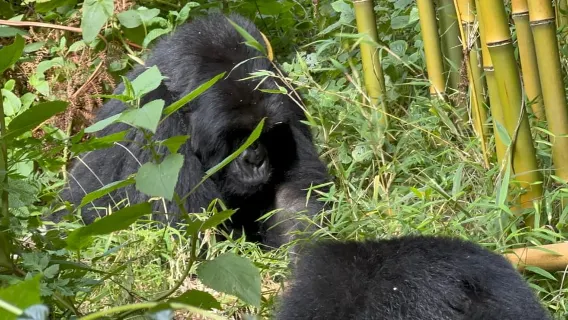 Trekking di 1 giorno con i gorilla nel Parco nazionale dei gorilla di Mgahinga