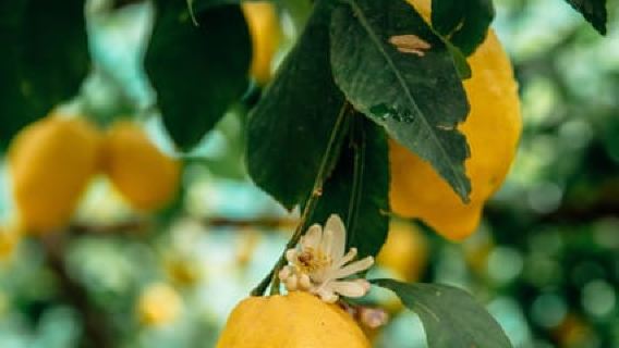 Amalfi: Vertical Lemon Farm Tour, Tastings, and Rural Museum