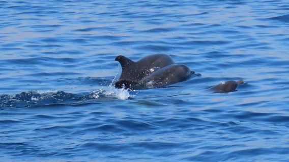 Kos Town: Glass-Bottom Boat Cruise with Swimming Stops