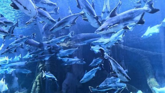 Sanya: Acquario e parco acquatico Atlantis (incluso pranzo)