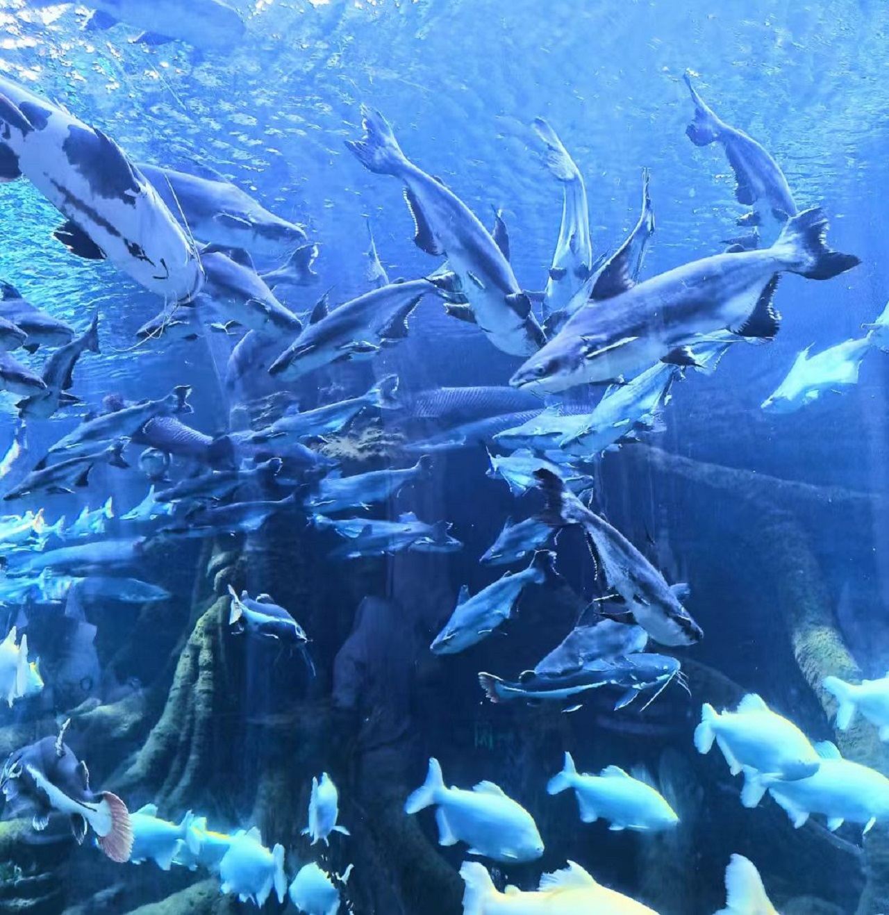 Sanya: Akuarium dan Taman Air Atlantis (termasuk makan siang)