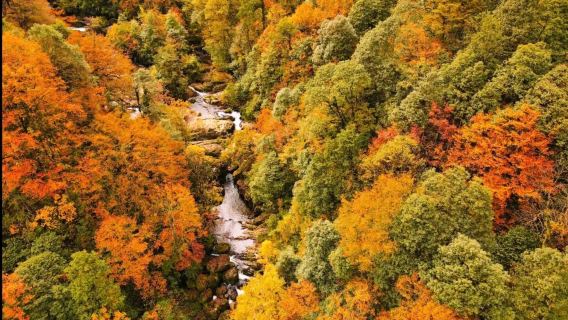 Chengdu Longcang Valley Campsite Service[1-day tour with no shopping + stunning autumn scenery + forest hiking + round-trip from Chengdu]