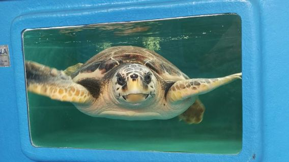 Turtle Point: Entry Ticket