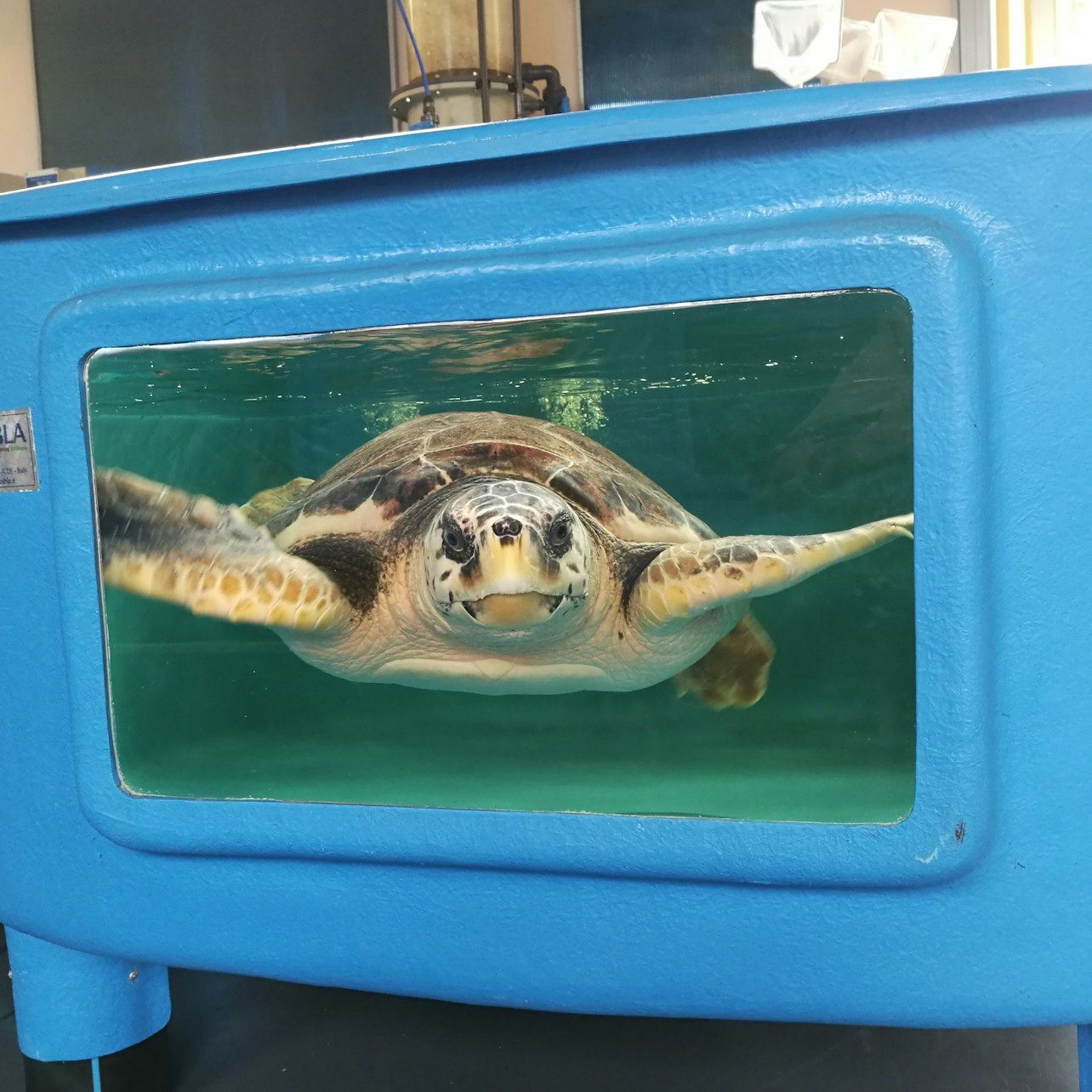 Turtle Point: Eintritts-Ticket