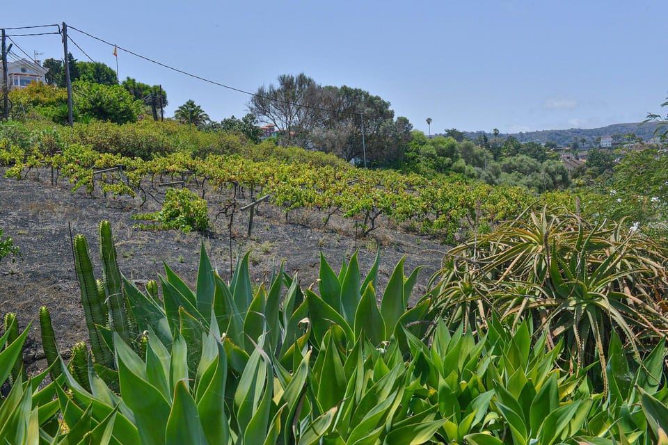Gran Canaria: tour delle cantine, museo del vino e degustazione