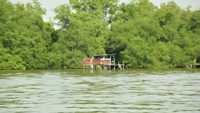 汶萊 河生態紅樹林+長鼻猴一日包車遊(港口接送）