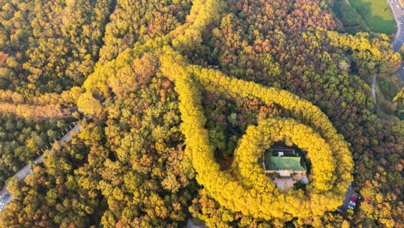 Nanjing Private Tour Day Trip: Sun Yat-sen Mausoleum, Meiling Palace, Niushou Mountain, Confucius Temple