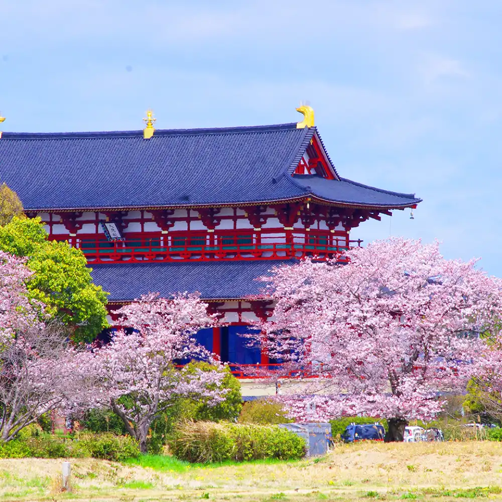 桜限定：吉野山の桜＋奈良公園＋東大寺＋春日大社ワンデーツアー