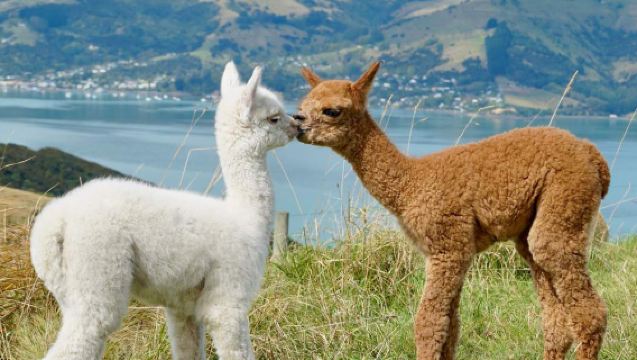 New Zealand Christchurch: Akaroa + Ladang Alpaca + Kashmir dengan Kongsi Kenderaan & Pengangkutan dari Hotel dalam Bahasa Cina