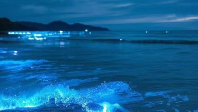 Lawatan Setengah Hari Malam Mencari Air Mata Biru Pingtan [Ketua rombongan tempatan menyediakan pengangkutan pintu ke pintu + menyediakan jaring dan sarung kaki]