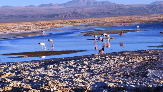 Şili Atacama Tuz Gölü ve Altiplanic Lagünü'nde Flamingo Gözlemi Günübirlik Turu