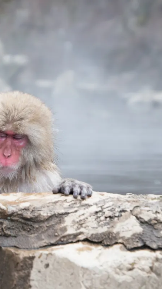Tokyo surrounding: Togakushi/Nagano Jigokudani Monkey Park, private charter 1-day tour itinerary adjustable in Chinese and English