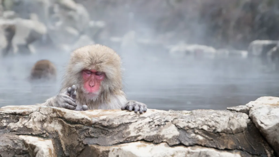Sekitar Tokyo: Togakushi/Nagano Jigokudani Monkey Park, lawatan sewa peribadi / Perjalanan dalam bahasa Cina boleh disesuaikan