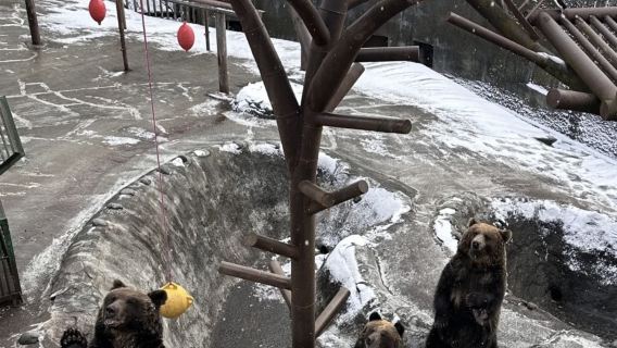 北海道札幌國際*手稻*二世古*留壽都*星野*滑雪私教定制包車