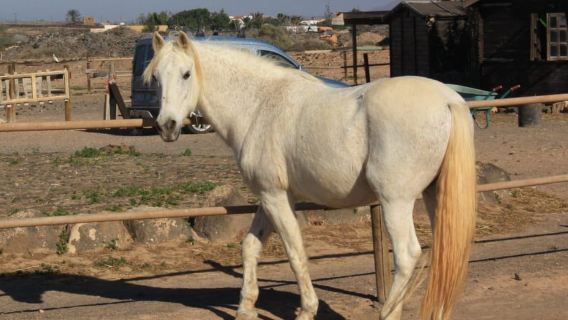 Fuerteventura: VIP Horseback Ride to the Cliffs of El Cotillo