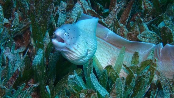 Private scuba diving in the Red Sea of Aqaba