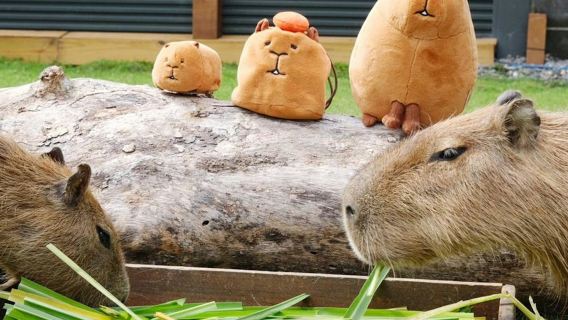 Paradies der Hirsche Kenting Pingdong: Paar-Paket + DIY-Schlüsselanhänger-Erlebnis