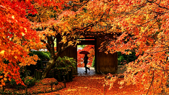 Kyushu Herbstlaub-Limited | Dazaifu Tenman-gū + Daikōzen-ji + Kunen-an + Kamado-Schrein Tagesausflug