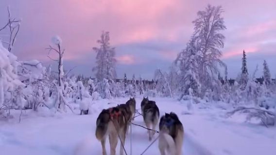 Fairbanks, Alaska, Amerika Syarikat | Lawatan sehari Denali kereta luncur anjing istimewa di utara tanpa tiket