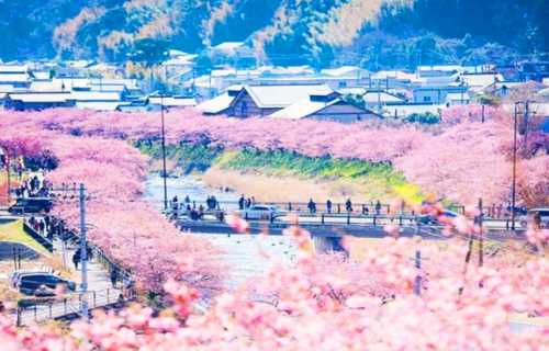 日本東京河津櫻花+修善寺+竹林小徑一日遊