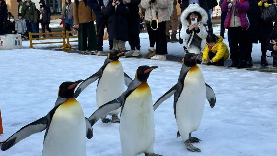 日本小樽登別天狗山朝裏船見阪/可札幌富良野美瑛北海道包車精選