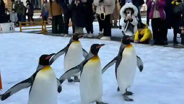 日本小樽登別天狗山朝裏船見阪/可札幌富良野美瑛北海道包車精選