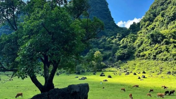 廣西柳州狼口泉+香橋岩+鹿鳴谷+響水石林+響水瀑布一日遊