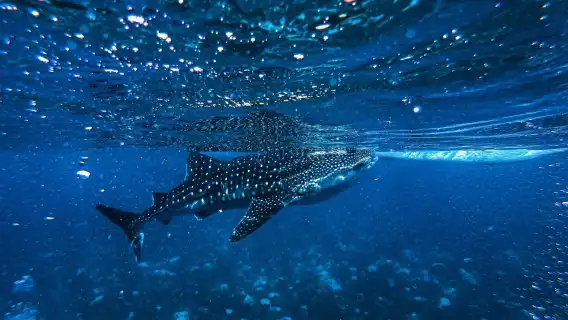 Bohol Island Departure: Oslob Whale Shark Watching and Snorkeling 1-day Tour|Round-trip transport included