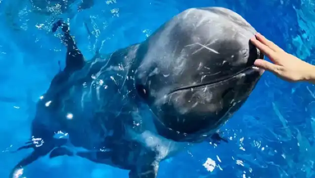 Nanning, Guangxi|Nanning Zoo + Polar Ocean World + Garden Expo Park