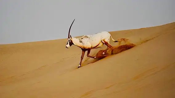 杜拜復古G級越野車傳統野生動物探險之旅（阿爾馬爾穆姆保護區＋5道式貝都因晚餐）