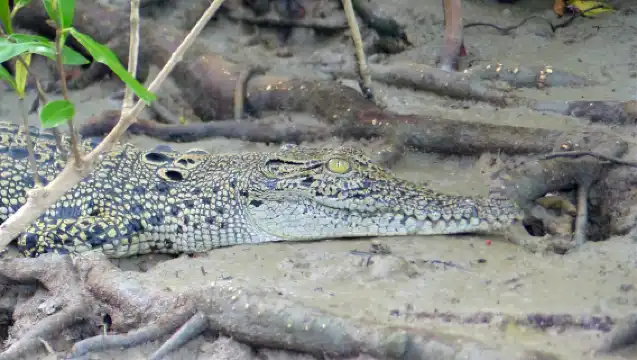 Dolphin Watching Mangrove Cruise in Kuching with Lunch 
