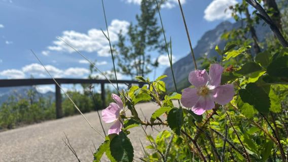 From Banff: Banff Wildlife & Scenic Highlights Premium Tour