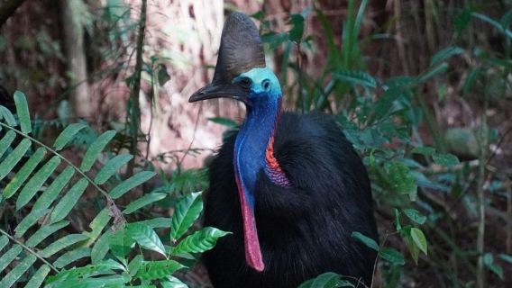 Cairns: Cape Tribulation, Beaches, Crocs & Swimming Day Tour