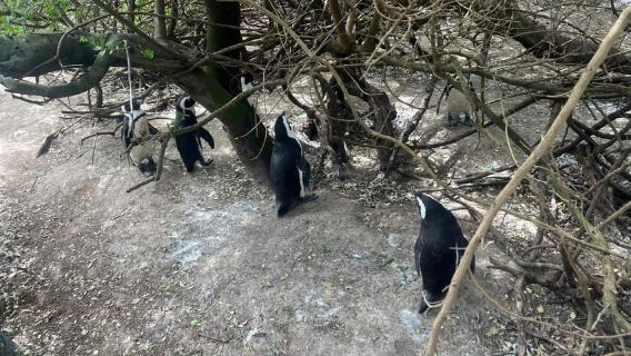 Private Day Tour Cape Point, Cape Of Good Hope & Penguins