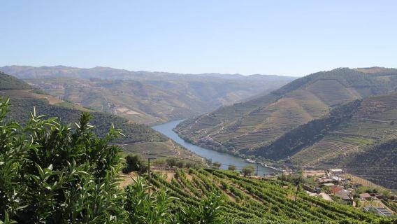 Porto: Lawatan Setengah Hari Wain dan Makanan Lembah Douro