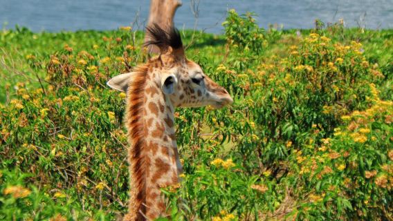 肯亞奈洛比一日遊【咖啡香與長頸鹿的優雅邂逅】